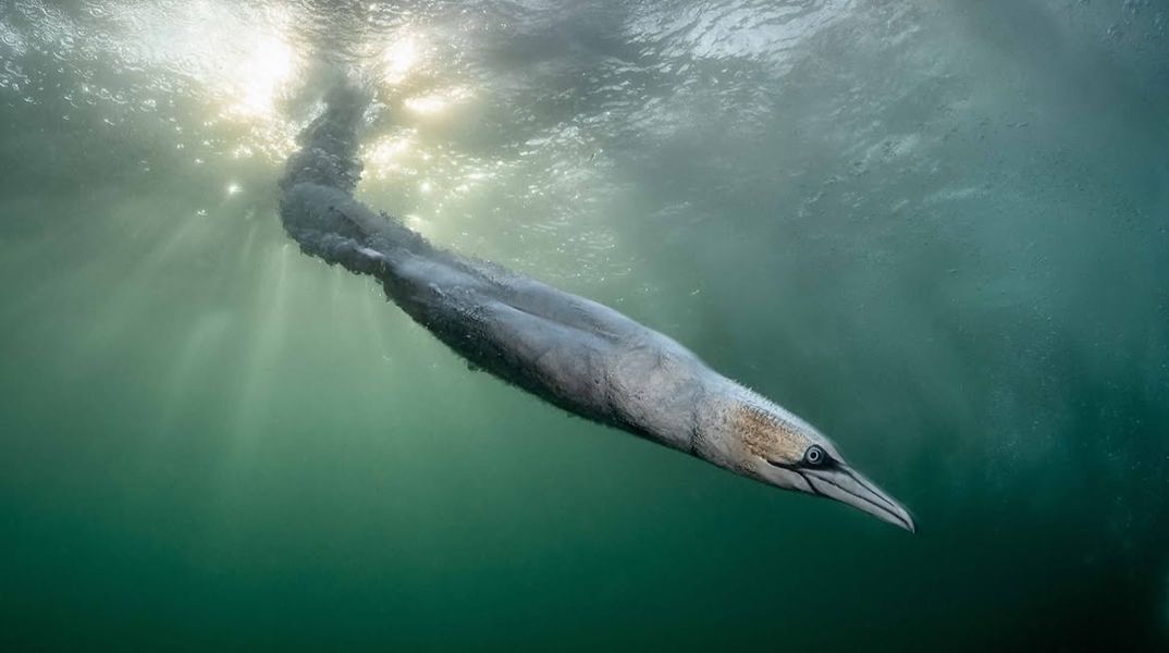 Bird Photographer of the Year 2026: Η απίθανη βουτιά που χάρισε το βραβείο στον Χένλεϊ Σπάιερς
