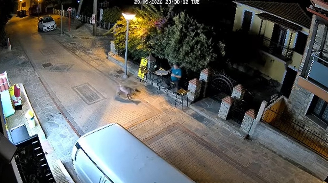 Χαλκιδική: Λύκος βρέθηκε σε απόσταση αναπνοής από άνδρα που καθόταν έξω από κατάστημα - Βίντεο