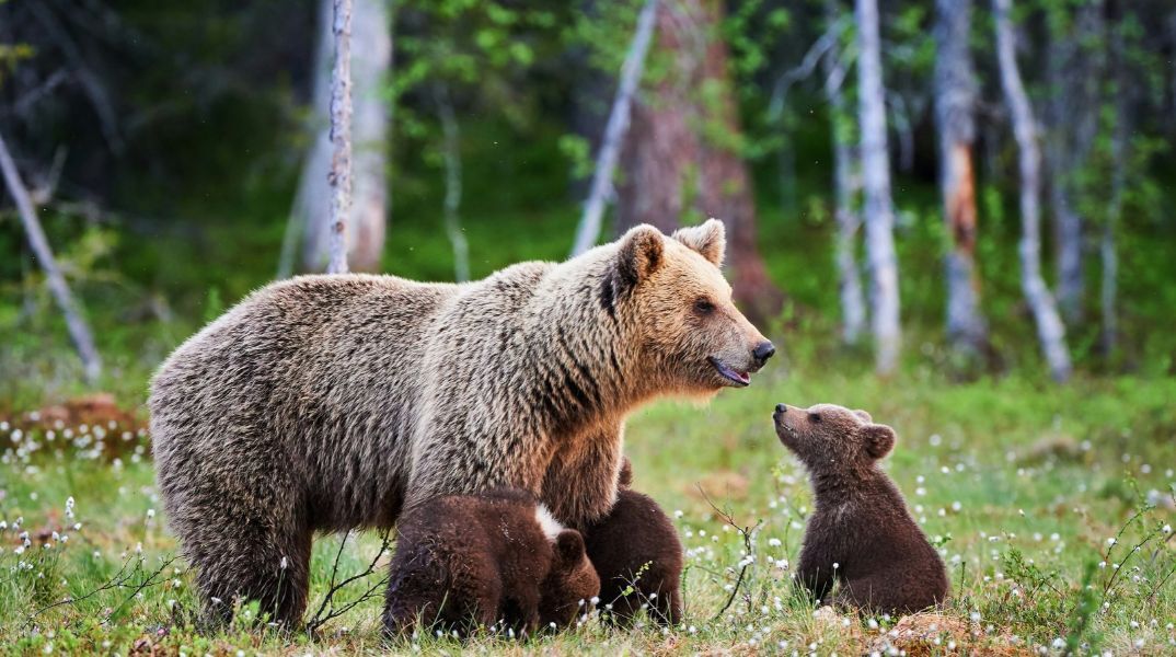 Με αφορμή την Παγκόσμια Ημέρα Ζώων, ειδικοί εξηγούν πώς η ταχεία κλιματική αλλαγή απειλεί τα οικοσυστήματα και την άγρια ζωή.