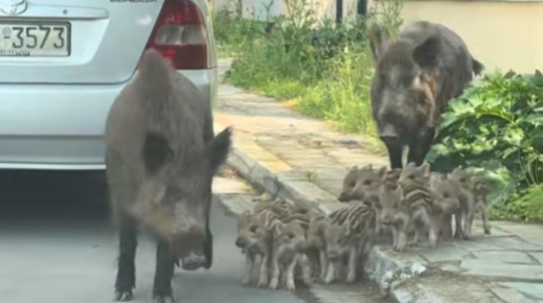 Πολυμελής οικογένεια από αγριογούρουνα έκανε βόλτα στους Θρακομακεδόνες