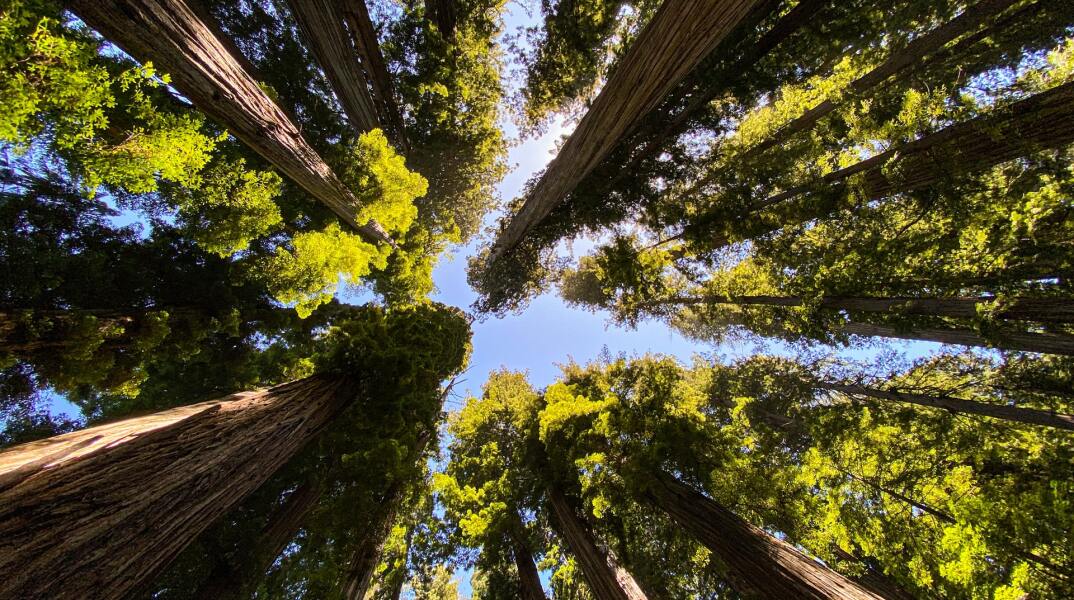 Redwood National and State Parks