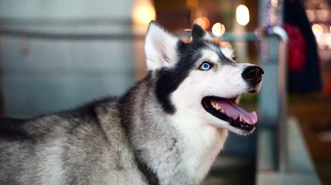 Υπόθεση χάσκι: Εντολή από τον Άρειο Πάγο για κατεπείγουσες προκαταρκτικές εξετάσεις