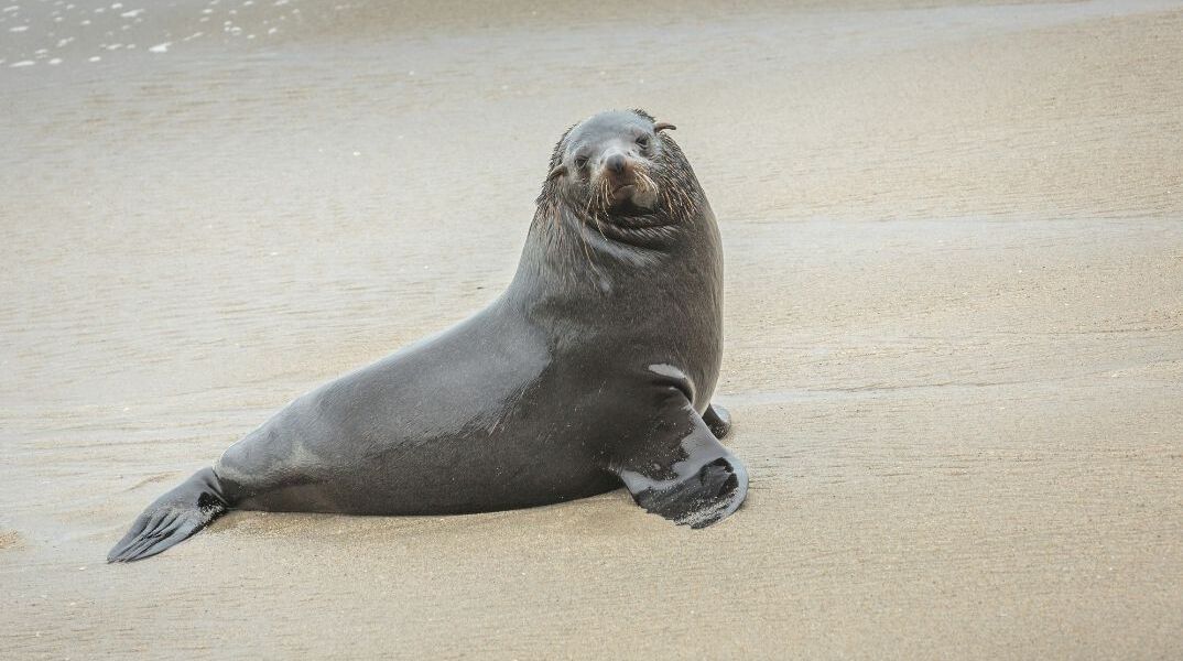 Το θαλάσσιο λιοντάρι που διαψεύδει την θεωρία ότι μόνοι οι άνθρωποι έχουν την αίσθηση του ρυθμού