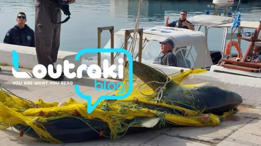 Λουτράκι Κορινθίας: Ψάρεψαν καρχαρία τριών μέτρων