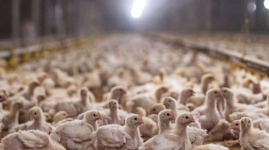 ΠΟΥ: Ανησυχία για την μετάδοση της γρίπης των πτηνών σε ανθρώπους