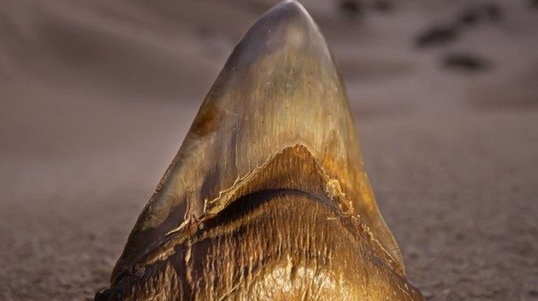 Απολιθωμένο δόντι καρχαρία που ανήκει στο εξαφανισμένο είδος «Μεγαλόδων»
