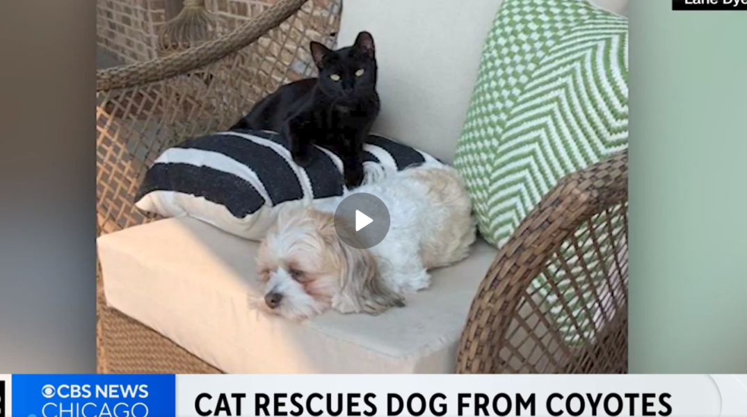 HΠΑ: Γάτα σώζει σκύλο από επίθεση κογιότ