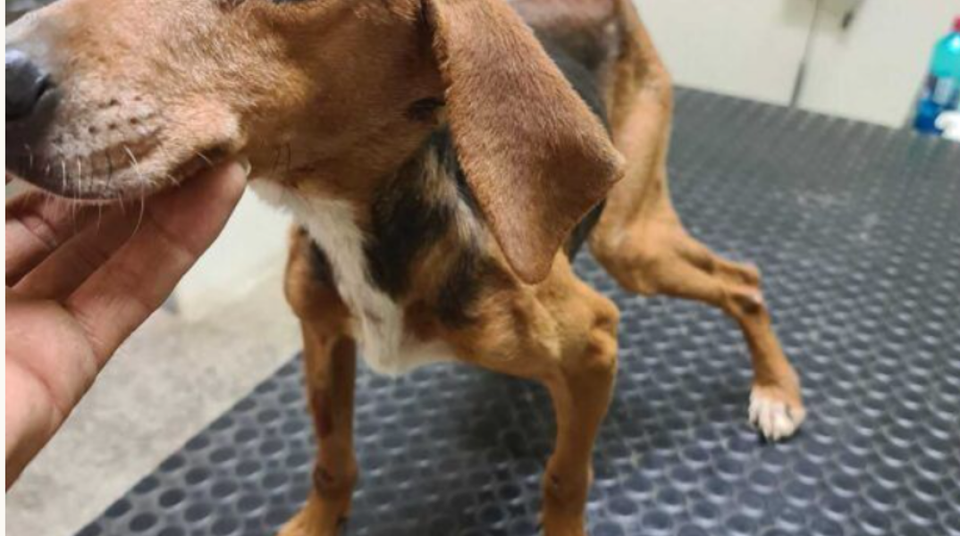 Σκελετωμένο σκυλί στα Κρέστενα ζύγιζε έξι κιλά αντί για δεκάξι