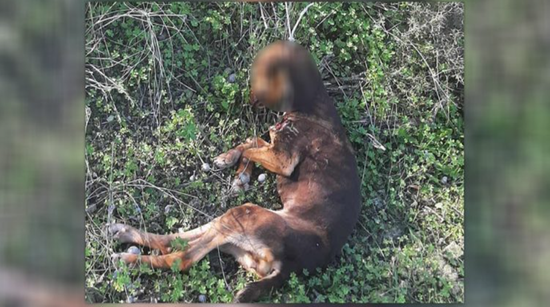 Κτηνωδία στην Κρήτη: Σκυλάκι βρέθηκε κρεμασμένο σε χωριό του Ηρακλείου