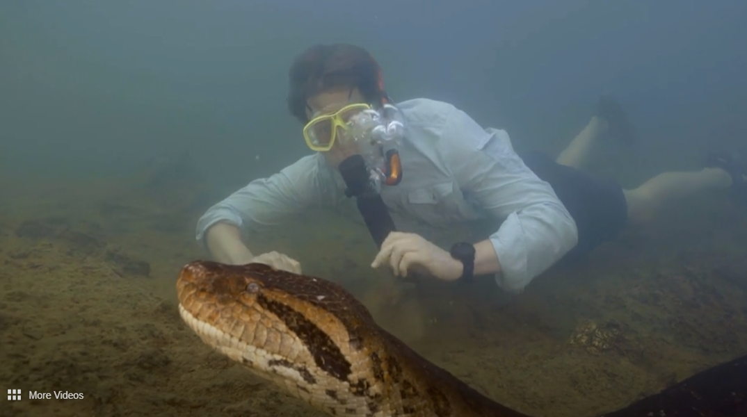 Ανακόντα: Ανακαλύφθηκε το μεγαλύτερο είδος φιδιού