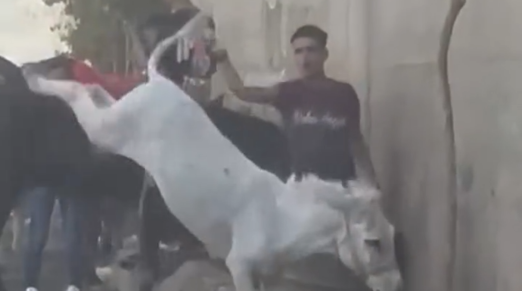 Αίγυπτος: Γυναίκα συνελήφθη μετά από επίθεση σε άνδρα που μαστίγωνε γάιδαρο