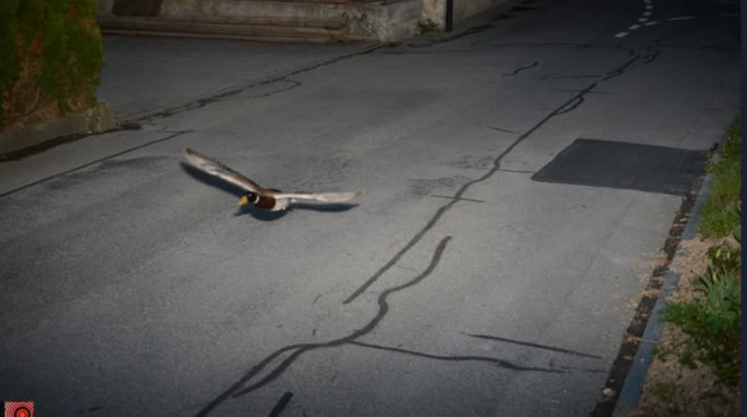 Ελβετία: Μια υπότροπη αγριόπαπια «συνελήφθη» να πετάει με υπερβολική ταχύτητα