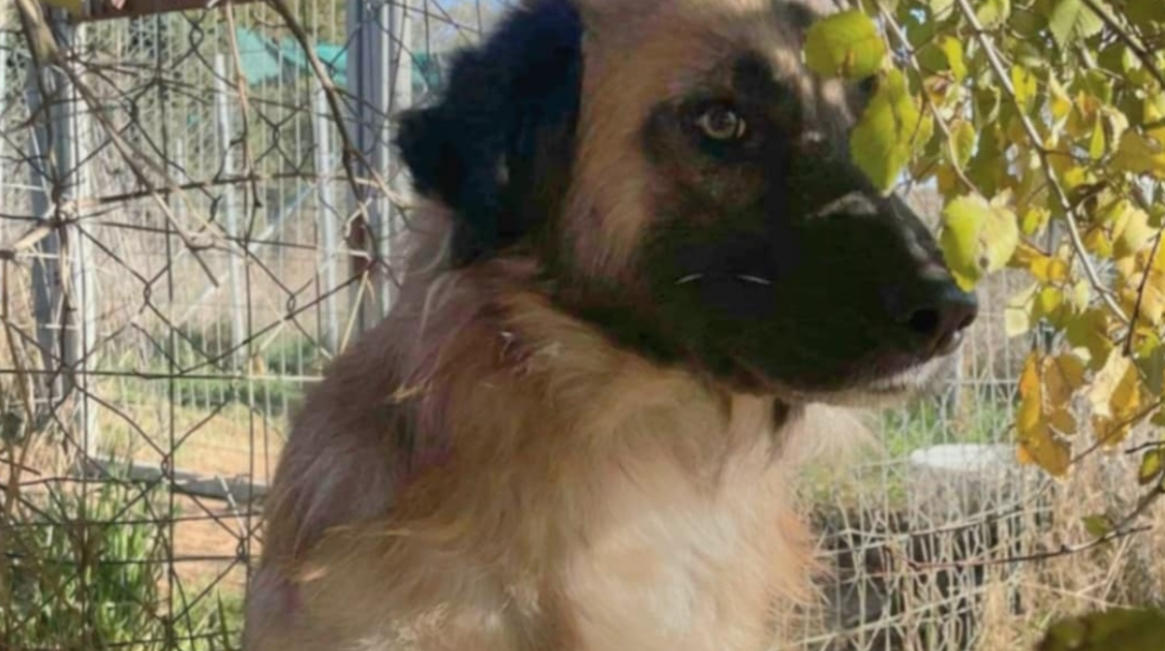 Ξάνθη: Μαθητές δημοτικού σχολείου υιοθέτησαν τον Φοίνικα, έναν κακοποιημένο σκύλο 