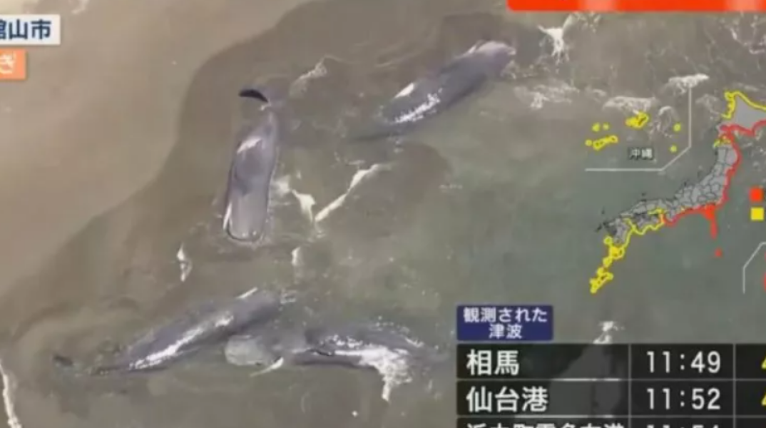 Φάλαινες ξεβράστηκαν στις ακτές της Ιαπωνίας μετά το τσουνάμι