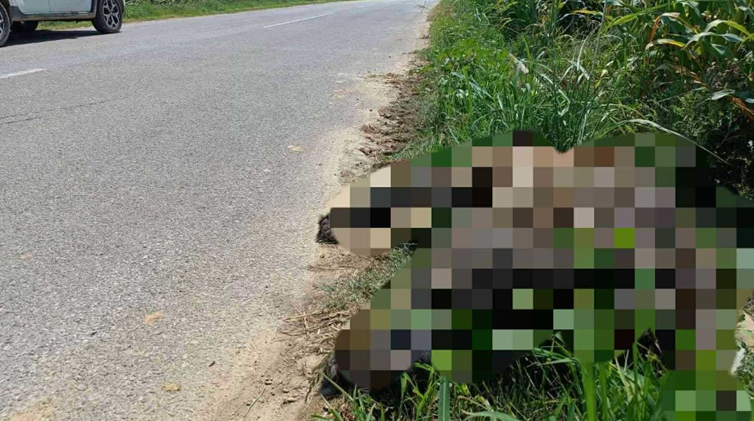 Θανατηφόρο τροχαίο με θύμα μια αρκούδα στη Φλώρινα