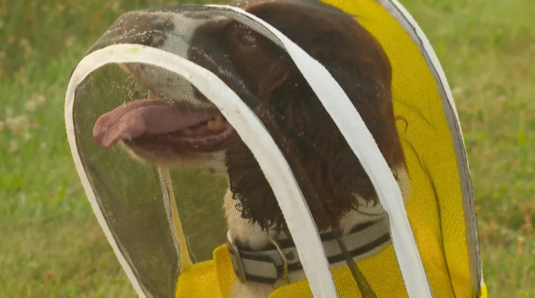 HΠΑ: Σκύλος...μελισσοκόμος ανιχνεύει απειλές κατά των αποικιών 