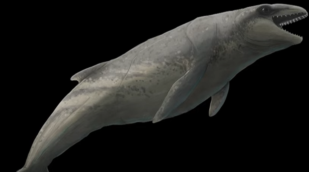 Προϊστορική φάλαινα ανακαλύφθηκε στην Αυστραλία - «Tρομερός θηρευτής με κοφτερά δόντια»