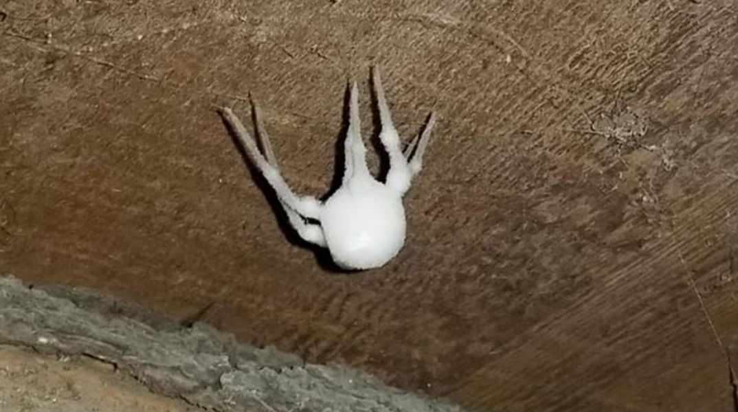 Φρίκη σε σοφίτες και υπόγεια: Αράχνες-ζόμπι αναστατώνουν επιστήμονες και κατοίκους