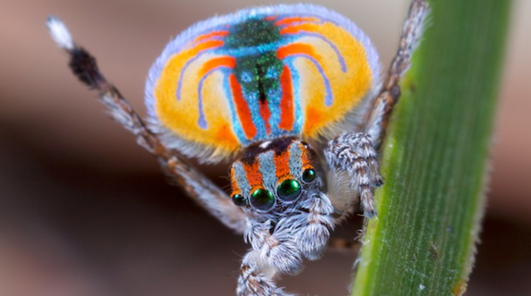 Το «σκοτεινό DNA» πίσω από την εντυπωσιακή ποικιλομορφία των αραχνών-παγωνιών