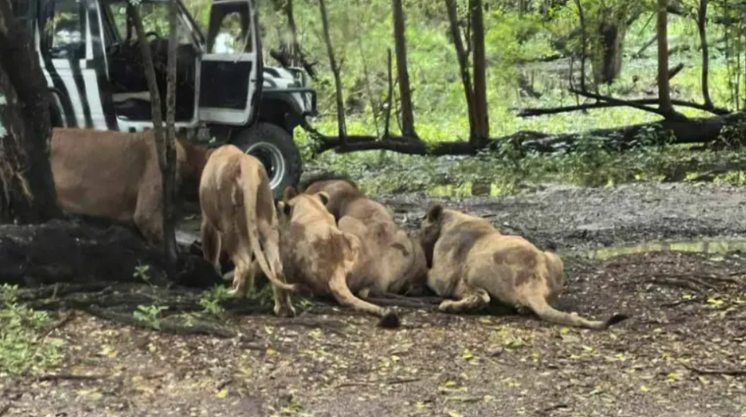 Λιοντάρια κατασπάραξαν φύλακα ζωολογικού κήπου μπροστά σε επισκέπτες