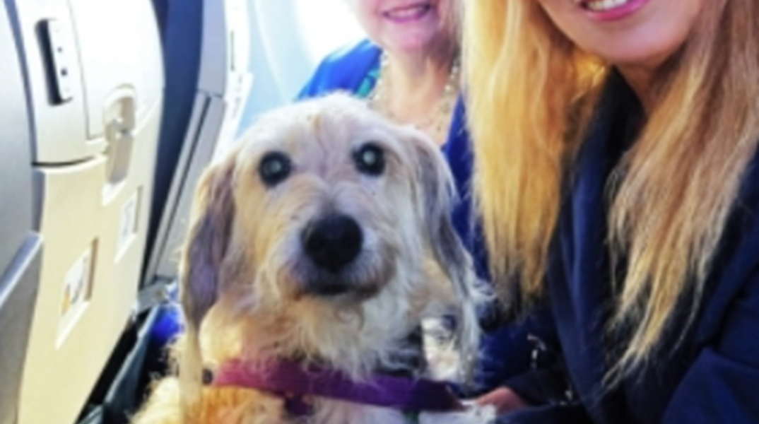 Ιστορική πτήση στην Ιταλία με σκύλους άνω των 10 κιλών δίπλα στους ιδιοκτήτες τους