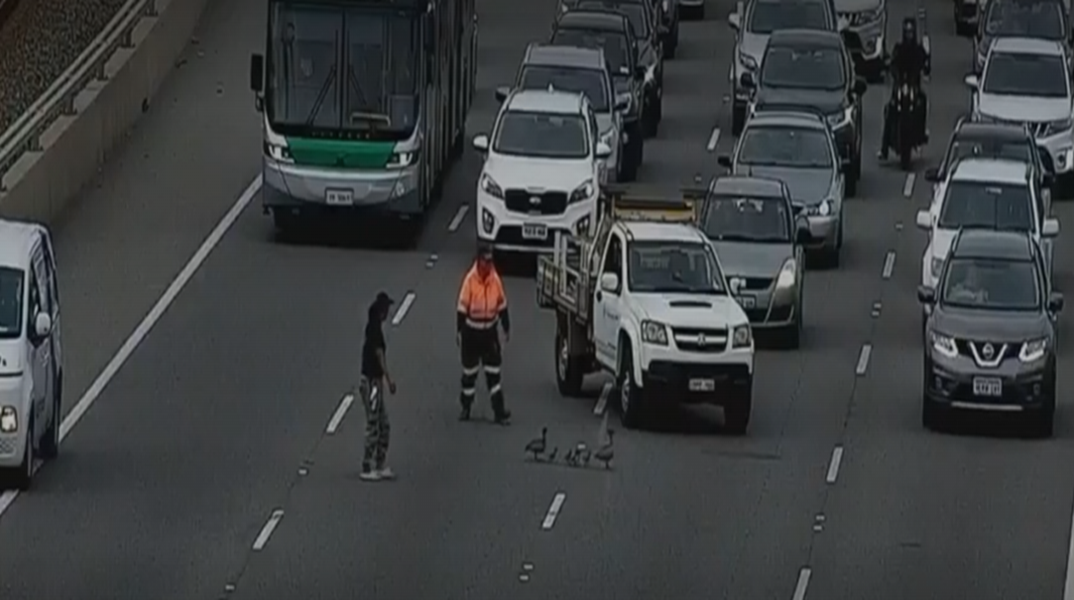 Πάπιες vs πρωινή κίνηση 1-0: Κυκλοφοριακό χάος από…μια φτερωτή οικογένεια