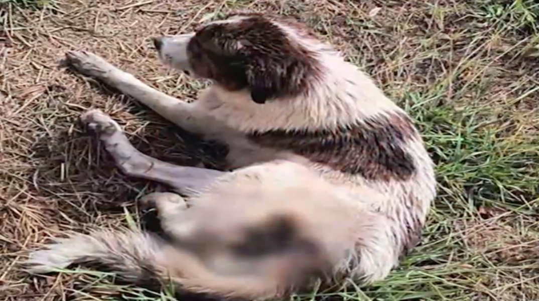 Ναύπακτος: Βάναυση κακοποίηση σκύλου – Πυροβολήθηκε στο πόδι