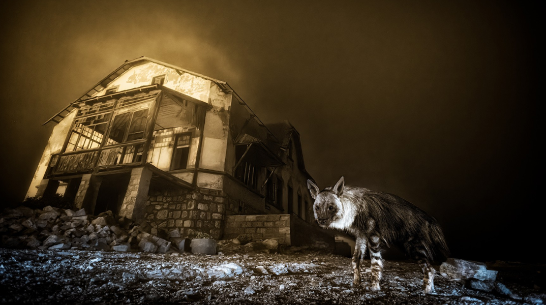 Wildlife Photographer of the Year 2025: Η νικήτρια φωτογραφία που μαγνήτισε τον κόσμο