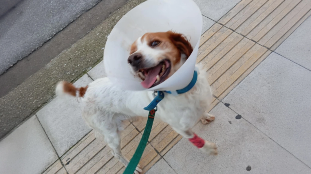 Ηλεία: Eκτός κινδύνου ο σκύλος που κακοποιήθηκε σεξουαλικά  - Αναρρώνει σταθερά ο Ρεξ