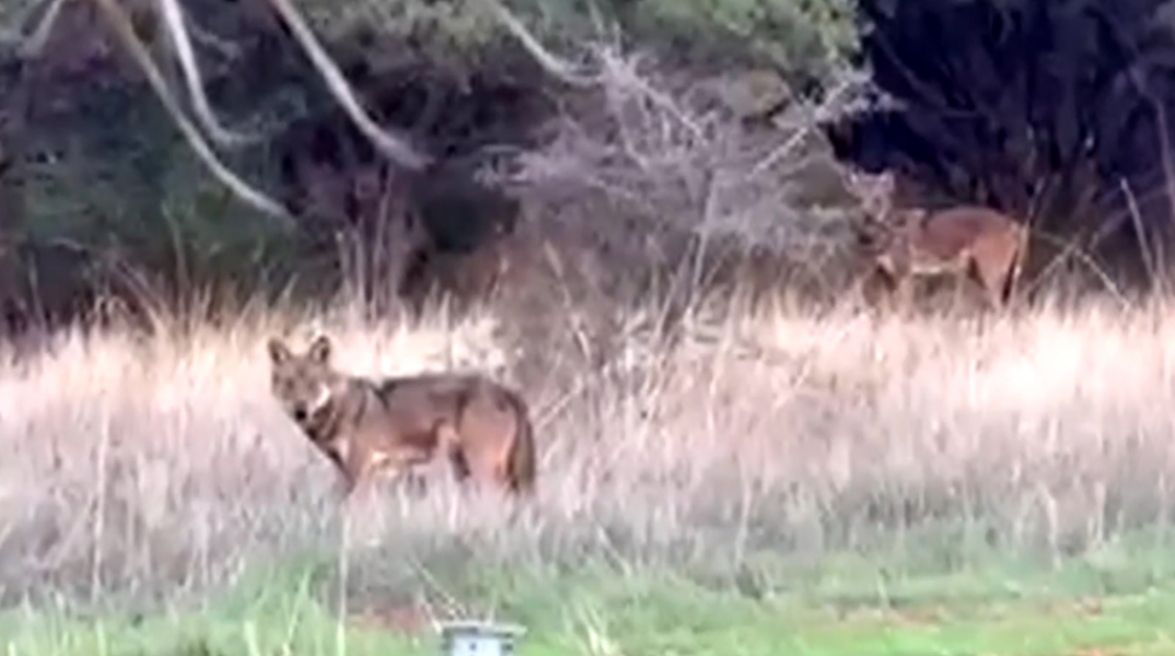 Ανησυχία έχει προκαλέσει στους κατοίκους της τοπικής κοινότητας Ηράκλειας, στον Δήμο Λαμιέων, η εμφάνιση αγέλης λύκων στην περιοχή τις τελευταίες ημέρες.  Σύμφωνα με μαρτυρία κατοίκου, το πρωί της Παρασκευής (30/1), ενώ εκτελούσε αγροτικές εργασίες με τρακτέρ σε χωράφι στα όρια του οικισμού, εντόπισε από απόσταση αγέλη λύκων, η οποία, όπως ανέφερε, αριθμούσε περίπου δώδεκα ζώα. Το περιστατικό προκάλεσε έντονη αναστάτωση στην τοπική κοινωνία.  Η ανησυχία εντάθηκε το Σάββατο, όταν κάτοικοι εντόπισ