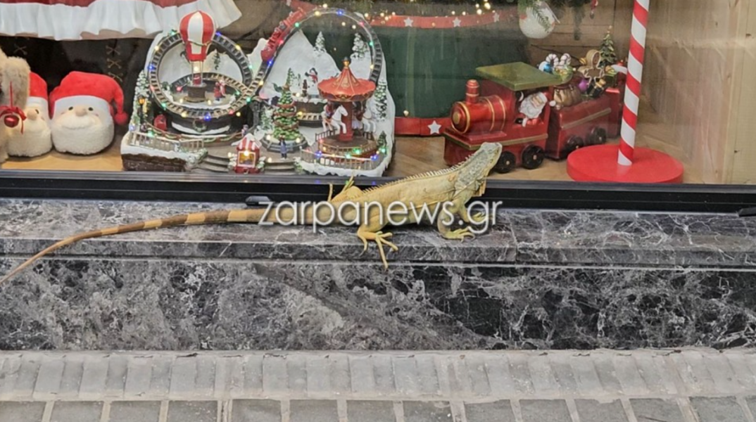 Τεράστιο ιγκουάνα έκανε βόλτες στα καταστήματα και στους δρόμους των Χανίων