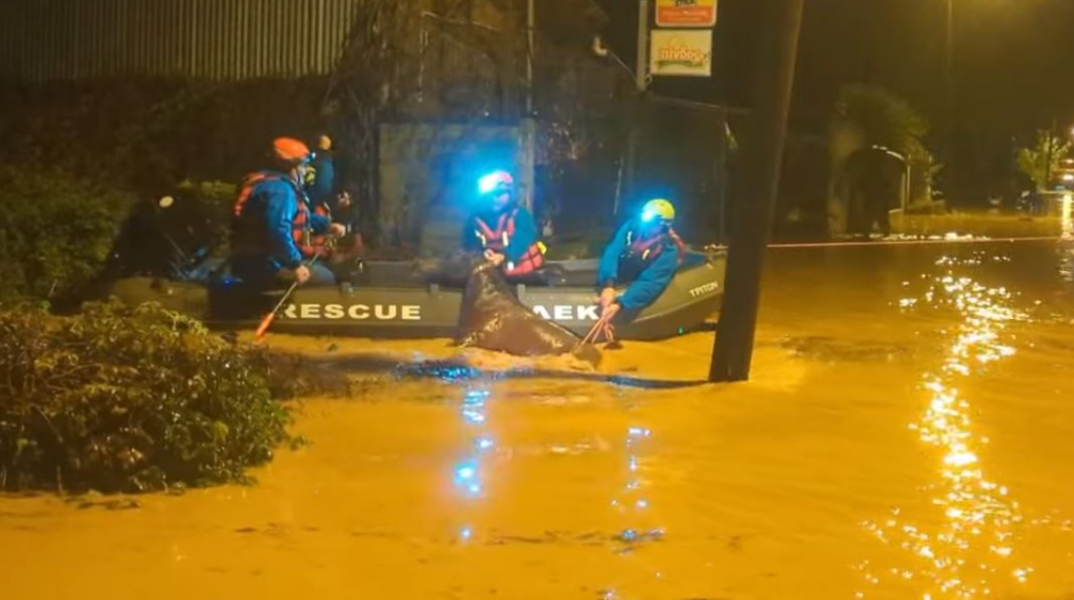 Συγκλονιστικό βίντεο: Απεγκλώβισαν άλογο που είχε παγιδευτεί από τις έντονες βροχοπτώσεις στη Φιλιππιάδα