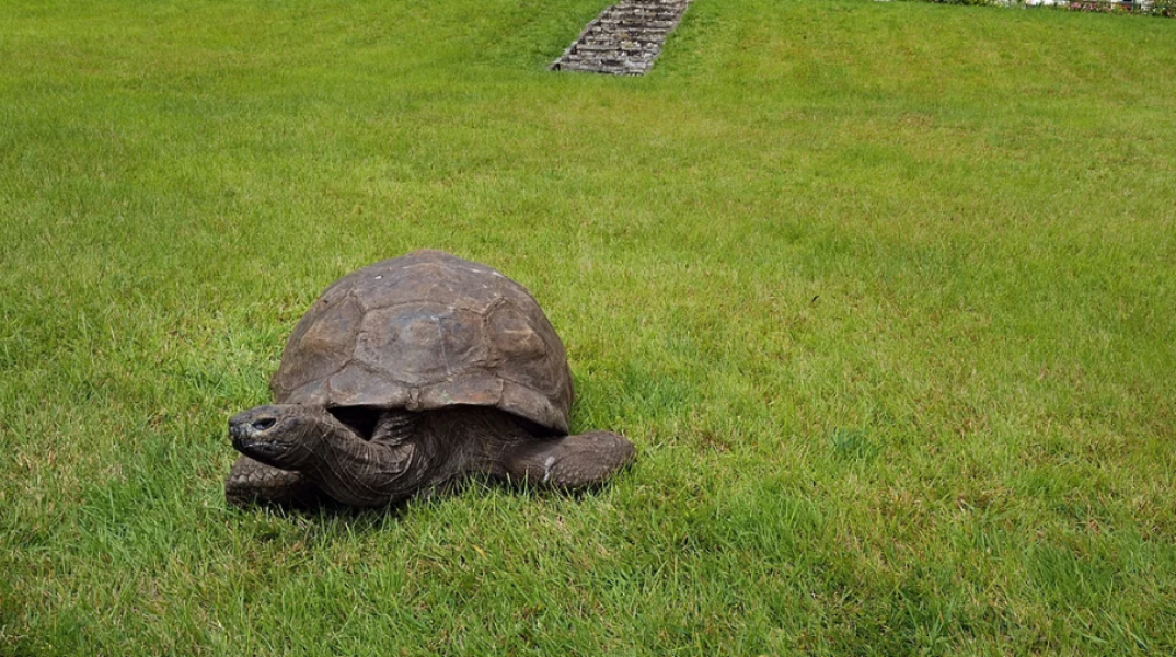 Τρόμαξαν με τον «θάνατο» της γηραιότερης χελώνας, αλλά ο Τζόναθαν σε ηλικία 193 χρόνων «ζει και βασιλεύει»
