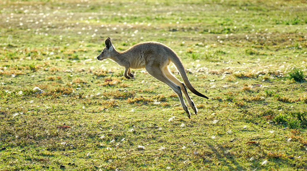 Νεκρός άνδρας από επίθεση καγκουρό