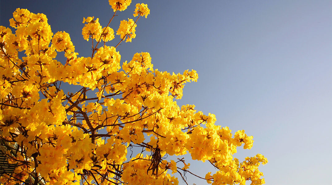 Εορτολόγιο: Σήμερα 11 Δεκεμβρίου γιορτάζει…