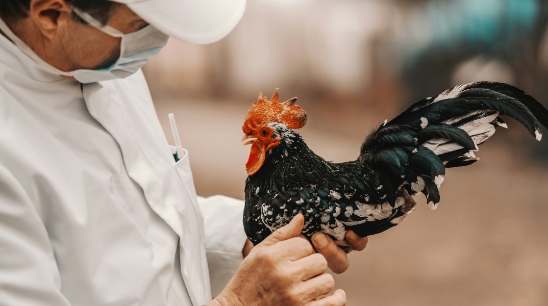 γρίπη των πτηνών