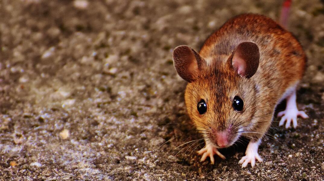 Αλτσχάιμερ: Επιστήμονες ανακάλυψαν ένα μόριο που αποκαθιστά τη μνήμη σε ποντίκια