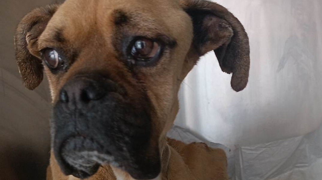 H Νίκη, το σκυλί που βρέθηκε σκελετωμένο και αλυσοδεμένο στη Ζαχάρω Ηλείας και έχασε τη ζωή του