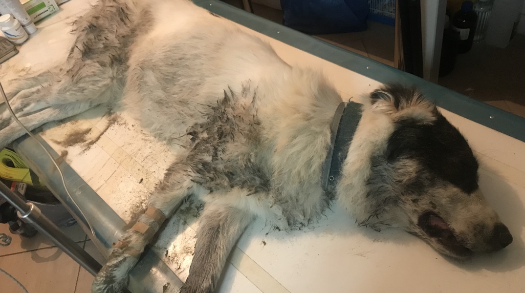 Ελληνικός ποιμενικός 