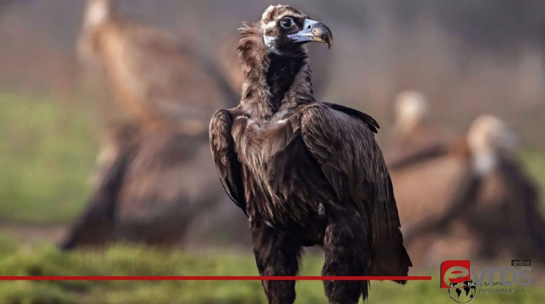 Ένας ακόμη μαυρόγυπας νεκρός από πρόσκρουση σε ανεμογεννήτρια