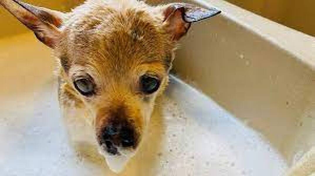 Πέθανε η σκυλίτσα Πεμπλς – Ήταν 22 χρονών, κατείχε το ρεκόρ του γηραιότερου σκύλου στον κόσμο