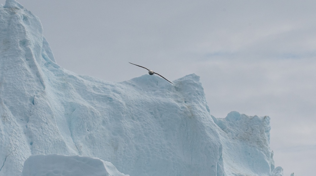 Γροιλανδία: Στη Χώρα των Πάγων με τον φακό του Δημήτρη Τριανταφυλλίδη