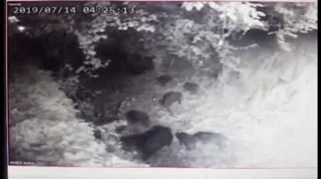 Απίστευτο βίντεο: Οικογένεια από γουρουνάκια εμφανίστηκε στην Εκάλη