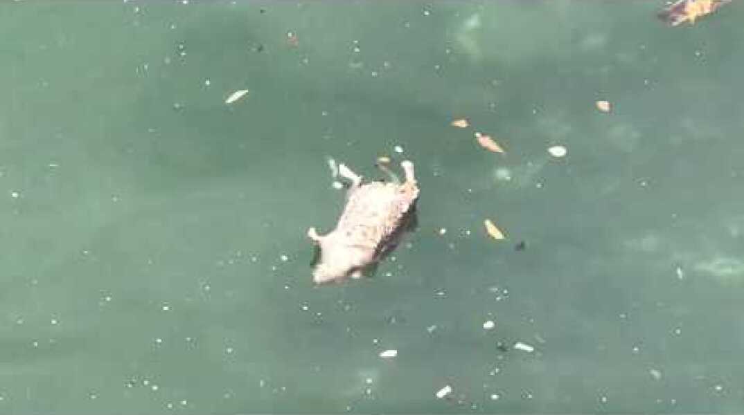 Γέμισε νεκρά ποντίκια η παραλία Θεσσαλονίκης