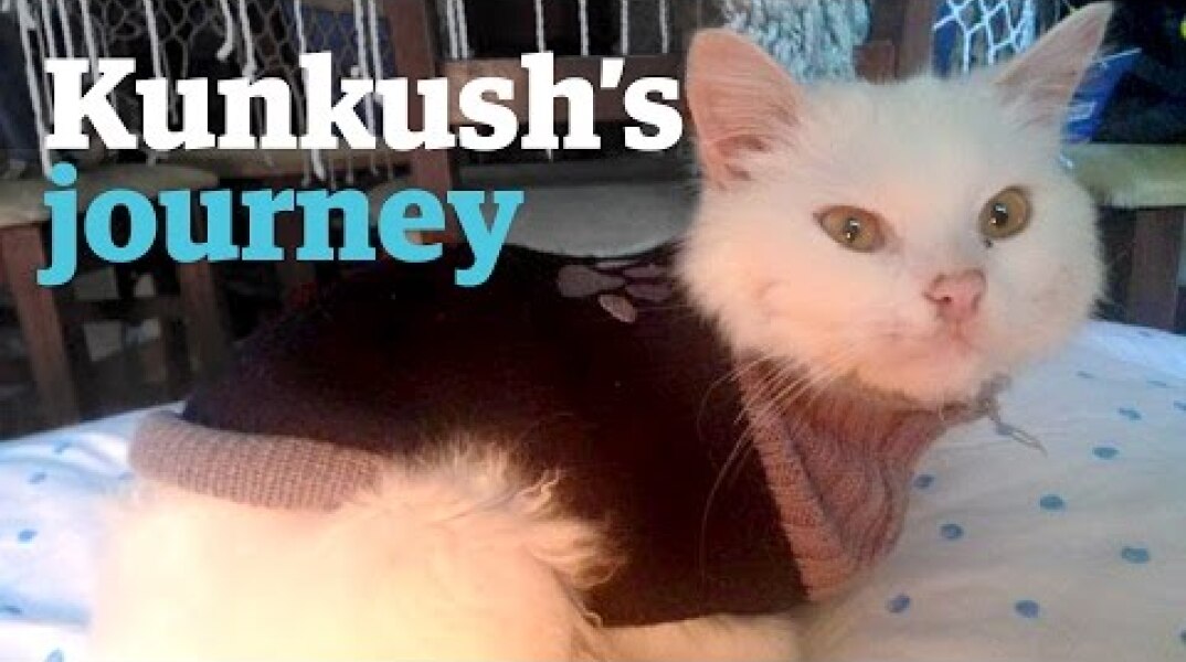 Kunkush the cat's epic journey to find its refugee family