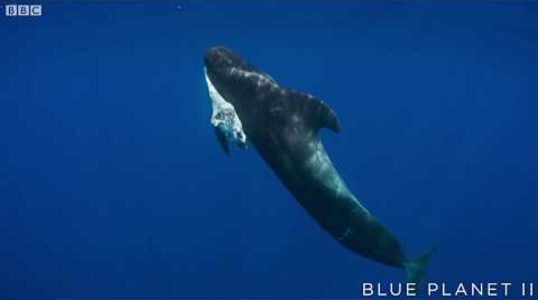 Mother pilot whale grieves over her dead calf  - The Blue Planet II: Episode 4 preview - BBC One