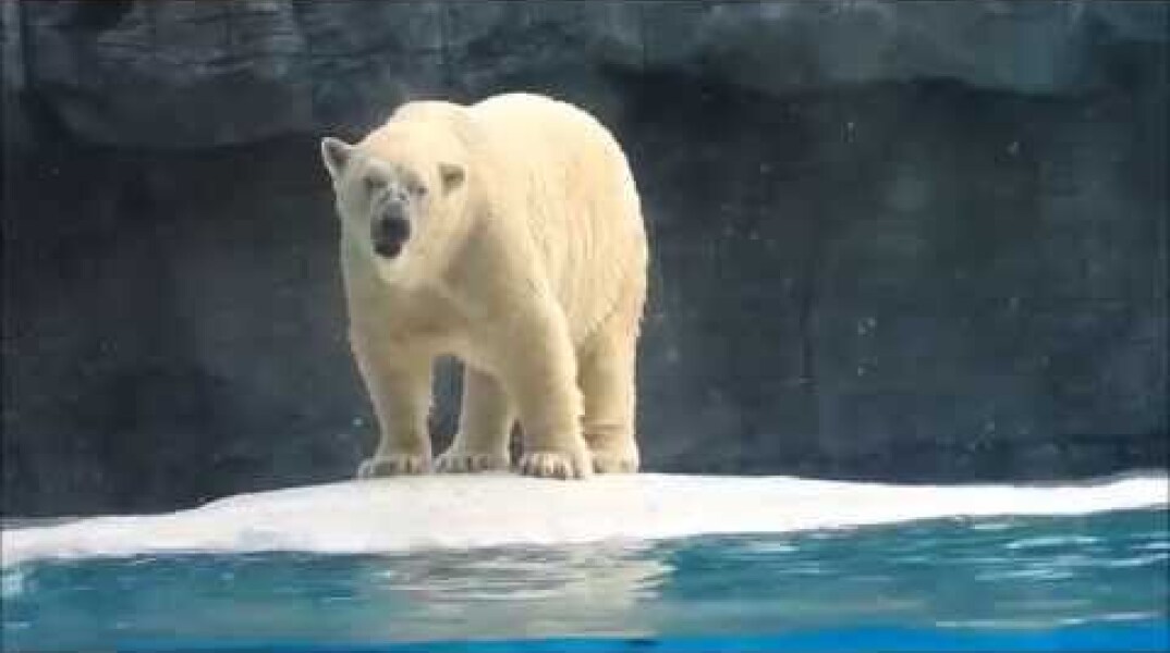 Inuka - The Polar Bear of Singapore Zoo