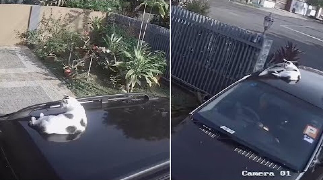 Driver Forgets About Cat On Car Roof