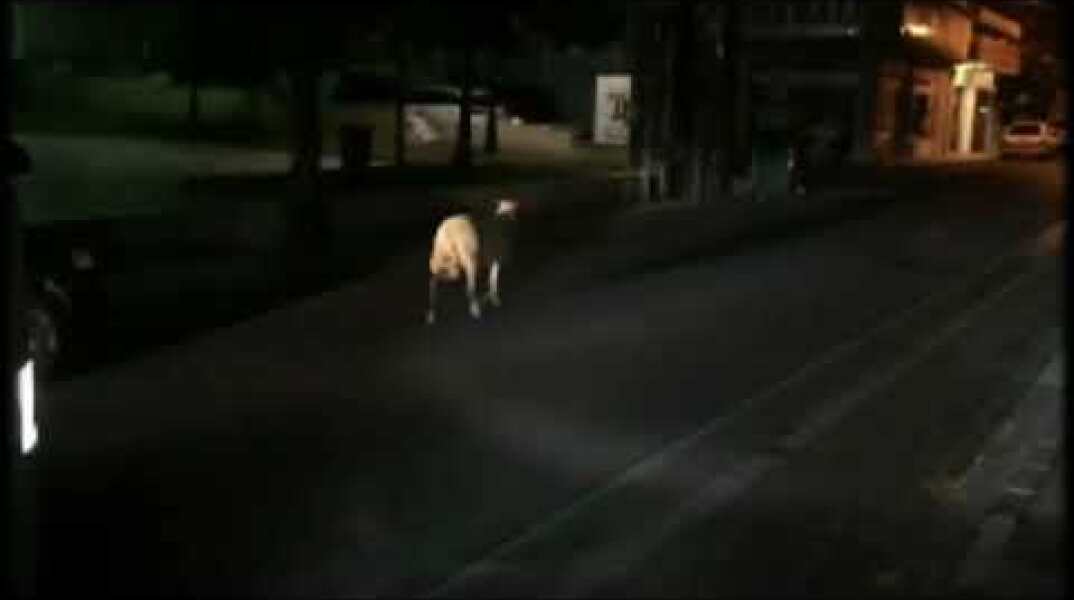 Νυχτερινή βόλτα για πρόβατο στην οδό Χαριλάου Τρικούπη στο Αγρίνιο