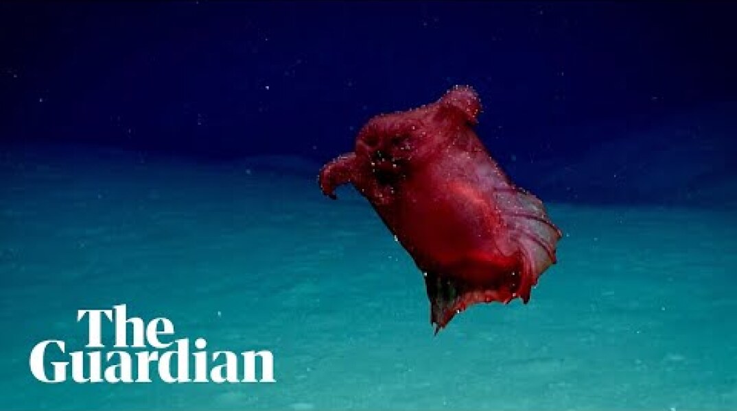 'Headless chicken sea monster' filmed off Antarctica